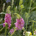Purpur-Königskerze, hübsche Zukunftspflanze für den kleinen Garten 3 Purpur-Königskerze, hübsche Zukunftspflanze für den kleinen Garten