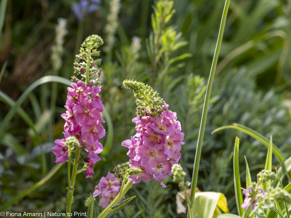 Purpur-Königskerze, hübsche Zukunftspflanze für den kleinen Garten