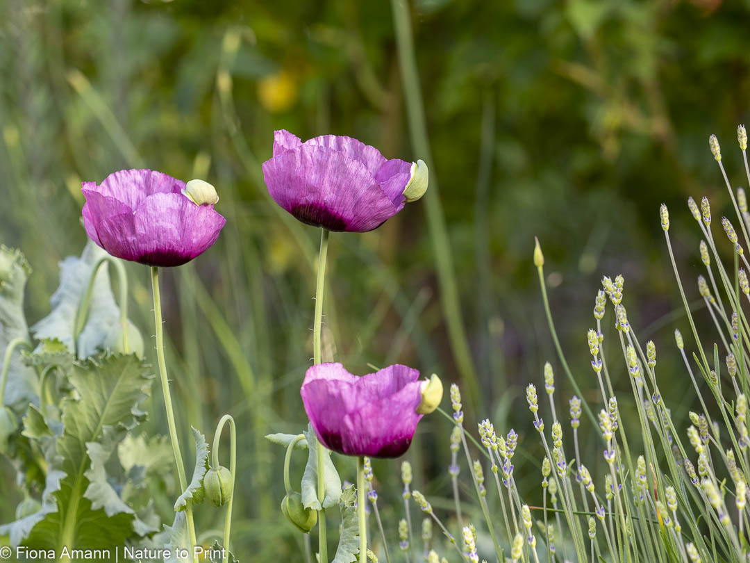 Mein Schlafmohn blüht in der Gartenmauer zwischen Lavendel, Allium und Salbei Mein Schlafmohn blüht in der Gartenmauer zwischen Lavendel, Allium und Salbei