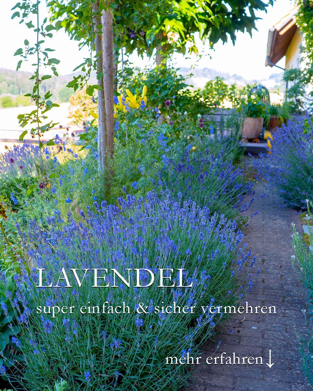 Lavendel gratis ...? Ja!

Lavendel ist in Gärtnereien die meist verkaufte Pflanze!

Dabei ist es so einfach, Lavendel zu vermehren. Ich meine nicht über Aussaat oder Stecklinge. Nein, es geht viel einfacher und hat, neben gratis Jungpflanzen zu bekommen, 3 weitere Vorteile.

Gratis Lavendel durch die Mulchmethode:

+ Lavendel schneiden und das Schnittgut klein schnibbeln.
+ Sonniges Beet vorbereiten
+ Klein geschnittenen Lavendel auf dem Beet dick verteilen
+ Einfach abwarten

++ Sämlinge erscheinen zuverlässig im kommenden Frühling

Vorteile:

+ Gratis Lavendel
+ Feuchtigkeit hält sich
+ Unkraut wird unterdrückt
+ Boden wird geschützt und beschattet
+ Gut für Würmer und andere Bodenlebewesen
+ Spielplatz bzw. Futterplatz für Amseln

+++ Schutz vor Schnecken

Im Blog: Gratis Lavendel + Lavendelrezepte für Küche und Haus + Lavendel pflegen + Video

https://www.wo-blumenbilder-wachsen.de/lavendel-gratis/

Kurzlink: https://www.insbeet.de/Lavendel-gratis

Weitere GARTENTIPPS: @mynaturetoprint folgen und diesen Post speichern. Gerne Post teilen.

#lavendel #bienen #kräuter #garten #gartentipp #gartentipps #gärtnern #gartenliebe #pflanzen #meingarten #blumen #gartenfragen #gartenwissen #kräuterliebe #blumenbeet #gartenpflanzen #blumenliebe #bienenfreundlich #blumengarten #pflanzenpflege #grünerdaumen #lavender #gartenblog #naturgarten #gartengestaltung #pflanzenliebe #gartenjahr #lebenmitblumen #gartenglück #lumixphotografie