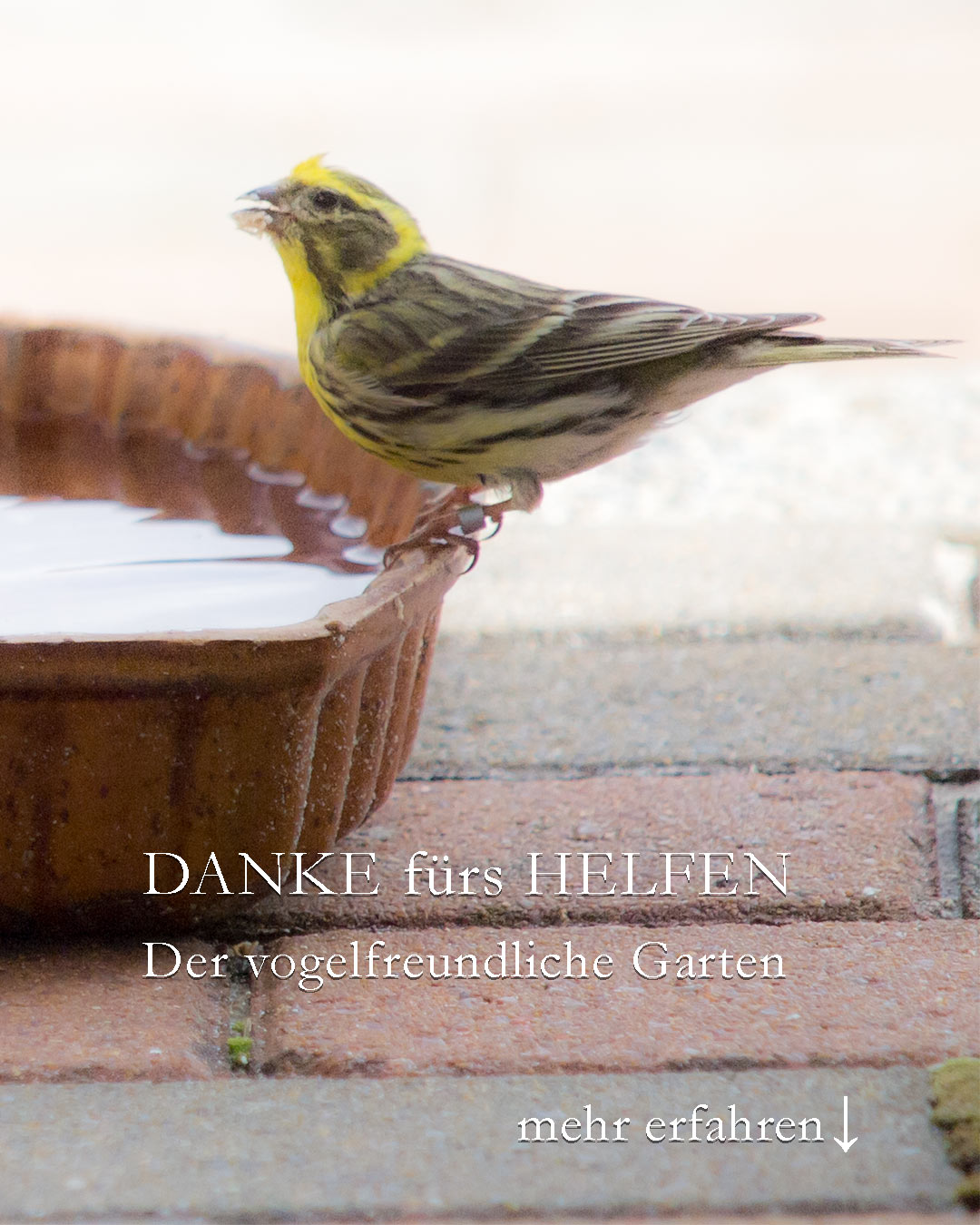 Der vogelfreundliche Garten ist viel mehr als eine Vogeltränke. Aber sie ist bei Hitze und Trockenheit ganz besonders wichtig.

+ Stellen Sie mindestens eine Vogeltränke auf.
+ Täglich reinigen und frisches Wasser auffüllen.
+ Einfache Lösungen sind am besten: Suppenteller, Blumenuntersetzer, alte Pfanne, flache Backschale ...
+ Wasserstand nur 3-4 cm
+ Alternative: Flaches Sumpfbeet in einem 1/4 Holzfass, Weinfass mit eingehängten Ast oder einem Schwimmbrettchen.
+ Standort: wo Katzen nicht unentdeckt lauern können.

Viel Spaß beim Beobachten.

Im Blog: 4 Tipps rund um die Vogeltränke
https://www.wo-blumenbilder-wachsen.de/gute-vogeltraenke-4-tipps/

Kurz: https://www.insbeet.de/Vogeltraenke

#garten #vögel #gartenvögel #naturnah #gartenliebe #vogelbeobachtung #vögel #gartengestaltung #naturgarten #gartentipps #gärtnern #gartentipp #gartenwissen #gartenglück #ziergarten #gartenfragen #meingarten #pflanzenfreunde #kleingarten #insekten #insektenfreundlich #artenvielfalt #blumengarten