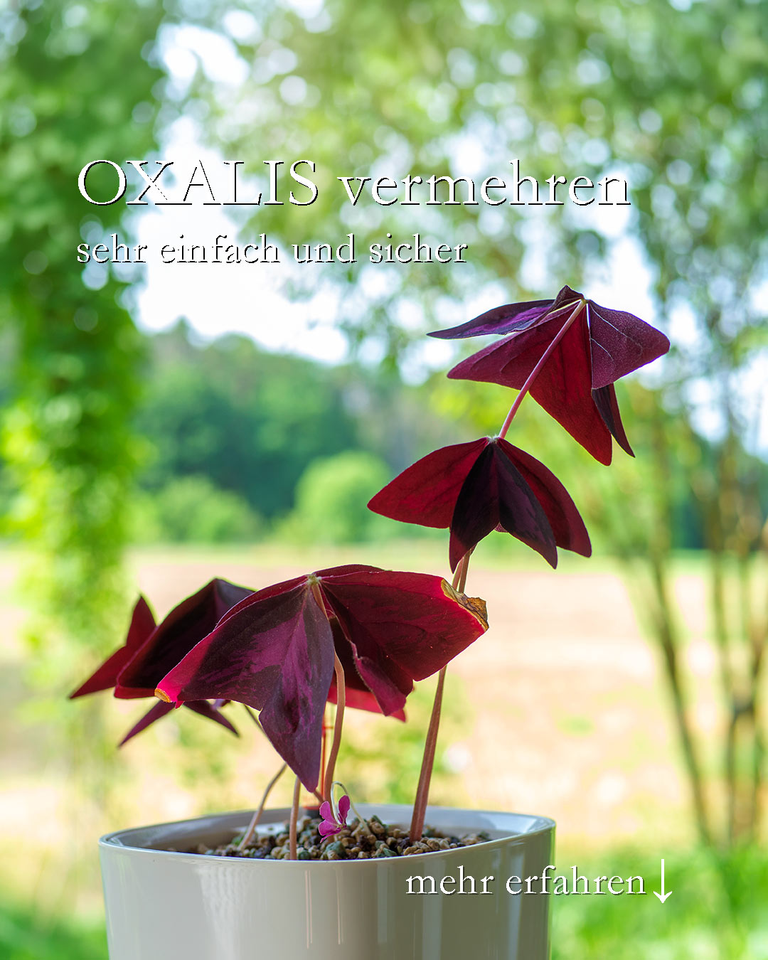 Oxalis vermehren, mal anders

Oxalis triangularis, Roter Dreiecksklee, auch Shamrock, ist äußerst beliebt. Der Handel führt ihn selten, was eigentlich nicht zu verstehen ist. Wenn, dann findet man die Pflanze im Mai zum Start in die Gartensaison.

Oxalis vermehren:
+ Entweder klassisch durch Teilen des Wurzelstocks.
+++ Oder durch das Bewurzeln der Blätter.

Dazu Blätter vorsichtig rausdrehen (NICHT abschneiden) und in ein Gefäß mit Wasser stellen und abwarten. Läuft alles gut, entwickeln sich nicht nur Wurzeln, sondern sogar Rhizome.

+ Bester Zeitpunkt zum Vermehren: Frühsommer bis August

Oxalis pflegen:

+ Standort Fensterbrett, hell, aber keine direkte Sonne.
+ Gießen, am besten mit Regenwasser. Die Pflanze zeigt Durst sehr deutlich an.
+ Aber nicht zu nass halten, sonst faulen die Rhizome

+ Ab Mitte Mai bis Ende September steht Oxalis auch gerne draußen an einem schattigen Plätzchen.

Substrat:
+ Tongranulat / Zimmerpflanzenerde in beliebiger Mischung
+ Reines Tongranulat
++ Lechuza Pon

Vorteil von Tongranulat und Lechuza Pon: Kein Befall mit Trauermücken.

Im Blog: Oxalis vermehren. Super simpel & sicher
https://www.wo-blumenbilder-wachsen.de/oxalis-vermehren/

Kurz: https://www.insbeet.de/oxalix_vermehren

#oxalis #zimmerpflanze #shamrock #pflanzentipps #grünpflanzen #pflanzenpflege #wirkoennengruen #wirliebenpflanzen #zimmerpflanzen #blumentopf #pflanzenliebe #grünerdaumen #urbanjungleblogger #anzucht #grueneliebe #hobbygärtner #glück #lebenmitblumen #pflanzen #pflanzenfreunde