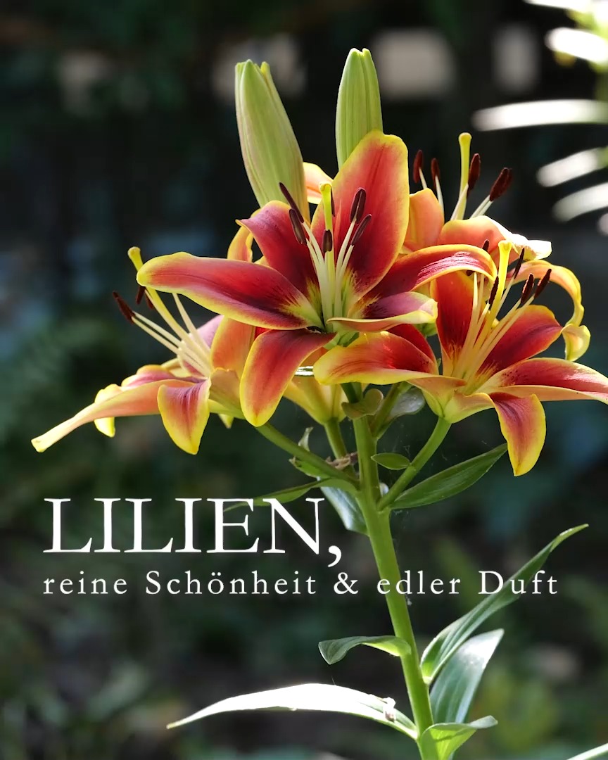Lilien stehen für Reinheit, unvergängliche Liebe und Schönheit. Im Garten begeistern sie durch sehr große Blüten und wunderbaren, süßen Duft.
Lilien gelten als Diven, doch sie sind so einfach zu pflegen wie Stauden. 

+ Standort: Volle Sonne bis Halbschatten
+ Boden: durchlässig, nährstoffreich, ohne Staunässe, tiefgründig
+ Pflanzzeit: Herbst oder zeitiges Frühjahr. Ausnahme Madonnenlilien, die bereits im August in die Erde sollten.
+++ Pflanztiefe: Lilien müssen spatentief in die Erde, damit sie gut Fuß fassen können. 
+ Blütezeit: Je nach Sorte ab Ende Juni bis Ende Juli. 
Lilien pflegen
 + Düngen mit organisch-mineralischer Staudendünger beim Austrieb im März und ein zweites Mal während oder direkt nach der Blüte.
+ Nach der Blüte den Blütenstand abschneiden, Stiel und Blätter jedoch stehenlassen, bis diese im Spätsommer von alleine welken.
+ Blütenstiel im Herbst bodentief abschneiden.
+ Hohe Lilien / Baumlilien mit dünnen Bambus- oder Metallstäben stützen, insbesondere wenn sie in einer Hanglage oder in einer Windschneiße stehen.
+ Gießen bei Trockenheit.
Krankheiten und Schädlinge
+ Wühlmäuse. Dagegen hilft reges Treiben im Garten oder Gitter aus Volierendraht.
+ Lilienhähnchen befallen nicht alle Lilien gleichermaßen. Trompetenlilien und OT-Lilien bleiben weitgehend verschont. Gegen Lilienhähnchen hilft regelmäßiges absammeln, abspritzen, mit Kot befallener Blätter mit Wasser und am besten hungrige Meisen im vogelfreundlichen Garten.
+ Fäule betrifft nur Lilienzwiebeln am falschen Standort mit Staunässe.
+ Schimmel auf Lilienzwiebeln gibt man dem Händler zurück. Nicht pflanzen! 

Im Blog: 12 Pflegetipps für gesunde Lilien
https://www.wo-blumenbilder-wachsen.de/lilien-12-pflegetipps/

Kurzlink: https://www.insbeet.de/Lilien_pflegen

#lilien #lilium #gartentipps #naturgarten #pflanzenwelt #anzucht #hobbygärtner #blütenzauber #gartengestaltung #ziergarten #meingarten #staudengarten #pflanzentipps #grünerd