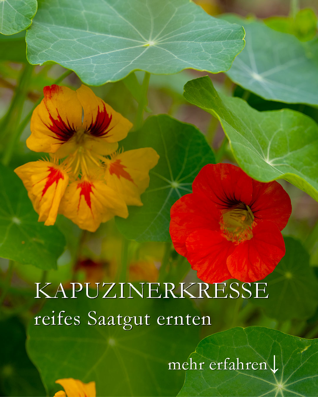 Noch einmal Kapuzinerkresse Saatgut ernten

Nur reife Samen keimen zuverlässig. Wer also Saatgut fürs nächstes Jahr ernten möchte, kann und sollte dies jetzt tun.

+ Reifes Saatgut findet man versteckt unter den großen Blättern der Pflanze auf dem Boden.

+ Unfreie Samen hängen noch an den Blütenstielen. Sie sind eingelegt in Essig bester Kapernersatz. Schön auch als Weihnachtsgeschenk aus der Küche.

+++ Lassen Sie nach der Ernte die reifen Samen im Haus trocknen.
+++ Lagern Sie das Saatgut anschließend kühl, trocken und dunkel für die Aussaat im kommenden Jahr.

+++ Aufbewahren in Teefiltern, Döschen von Medikamenten, Kaugummi, Dragees o. ä. oder in Briefumschlägen. Bastler falten Tüten aus Papier.

+++ Beschriften nicht vergessen. Name der Pflanze + Jahreszahl der Ernte.

Im Blog: Rezepte und alles zur Aussaat:
Kapuzinerkresse, schön, scharf, gesund und überaus nützlich
https://www.wo-blumenbilder-wachsen.de/kapuzinerkresse-tropaeolum/

Kurz: https://www.insbeet.de/Kapuziner

#heilkräuter #gesund #lecker #gewürz #kräuter #sommerblumen #blumengarten #lebenmitblumen #salat #kräuterliebe #heilpflanzen #blumenmachenglücklich #rezepte #essen #kräutergarten #kochen #vegetarisch #leckerschmecker #gartentipps #gartenwissen #gartenblog #lumixphotography #gewürze #eigeneernte #balkonpflanzen #gartenfragen #rezeptideen #kleingarten #gartenblogger