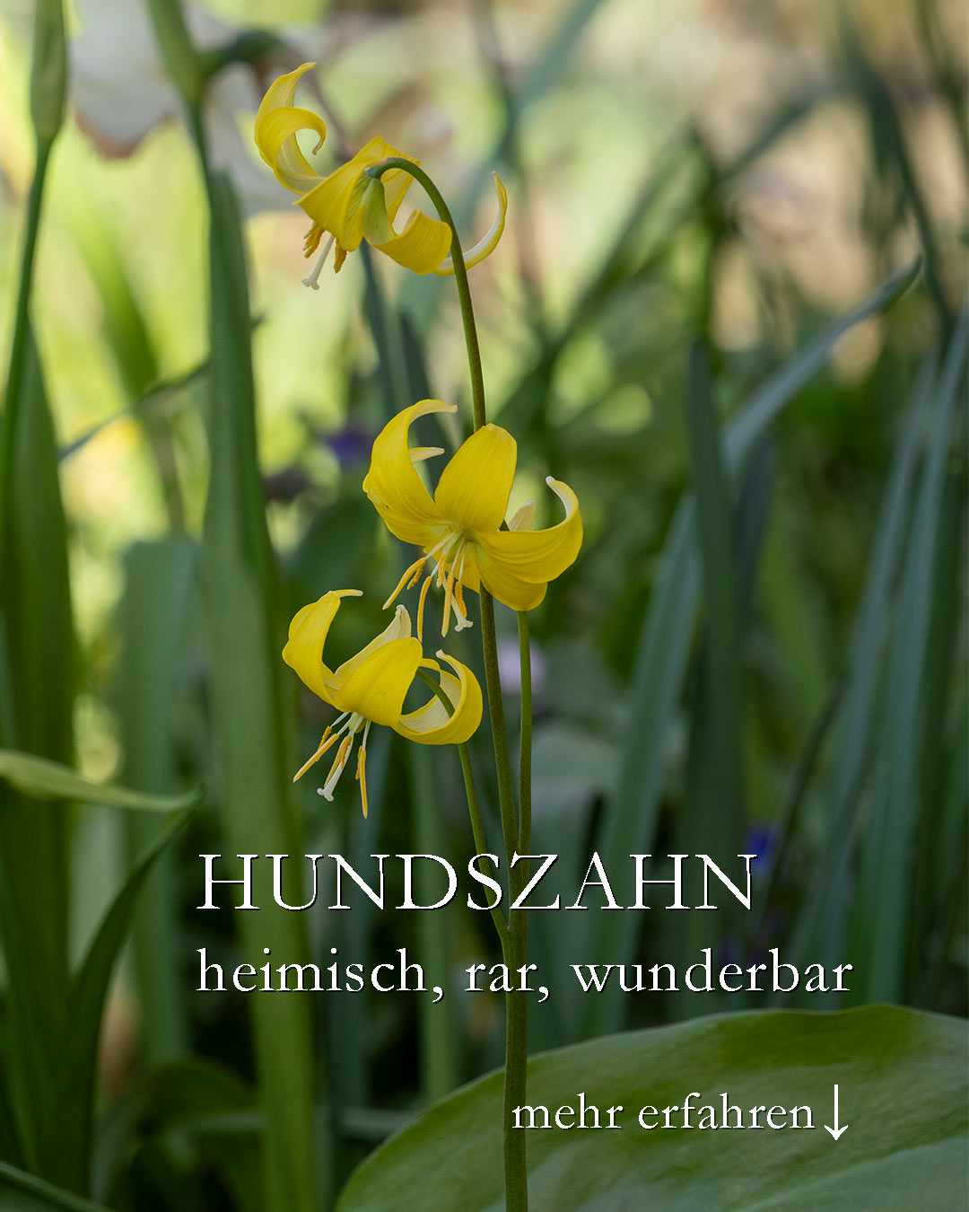 Hundszahn aka Forellenlilie
Leuchtende Juwelen im Halbschatten

Hundszahn, bot. Erythronium dens-canis ist ein echtes Juwel im Frühlingsgarten. Die ausgesprochen attraktive Zwiebelblume wird m. E. noch viel zu selten gepflanzt. In freier Natur sind Forellenlilien selten zu finden und daher geschützt. Man darf sie weder pflücken, noch ausgraben.

+ Standort: frühlingsheller Halbschatten. Gerne vor / unter Laubbäumen.
+ Boden: frisch, leicht feucht, nährstoffreich, gut durchlässig. Der Boden kann im Sommer auch austrocknen.
+ Wuchs: 30-40 cm hoch und etwa ebenso breit
+ Blütezeit: April, nach der Blüte zieht die Pflanze den Rest des Jahres ein.
+ Pflanzzeit: Oktober. Zwiebeln direkt nach Erhalt pflanzen, da sie leicht austrocknen.
+ Krankheiten: keine
+ Schneckengefahr, daher gut schützen ab Austrieb im Februar / März
+ Pflanzpartner u. a. Sommerknotenblumen, Kaukasusvergissmeinnicht, Lerchensporn, Narzissen,Pfingstveilchen, Lungenkraut, Gartenprimeln
+ Hundszähne / Forellenlilien sind Bienenpflanzen

+++ Hundszähne sind giftig. Handschuhe anziehen bei der Pflege und die Pflanzen nur anschauen, nicht essen!

Im Blog: Hundszahn pflanzen, pflegen & vermehren und 2 Videos
https://www.wo-blumenbilder-wachsen.de/hundszahn-forellenlilie-pflegen/

Kurz: https://www.insbeet.de/Hundszahn

#herbst #geophyten #frühling #garten #pflanzen #zwiebelblumen #bienen #blütenzauber #grünerdaumen #pflanzenpflege #natur #staudengarten #gartenparadies #gartenblog #gartenwissen #gartentipps #gärtnern #naturgarten #gartenpflanzen #naturimgarten