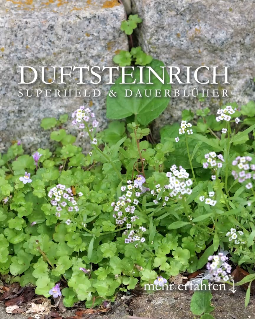 Duftsteinrich
Superheld & Dauerblüher

Duftsteinrich, auch Steinkraut, Silberkraut oder Strandkresse genannt, ist ein Bodendecker für intelligente, aber faule Gärtner. 

+++ Macht viel Fläche zu und sorgt für sich selbst
+++ Kommt jedes Jahr wieder
+++ Duftet angenehm süßlich

Standort
+ volle Sonne
+ karger Boden
+ Pflasterfugen, Schotter
+ aber auch im Blumenkasten
+ im Beet 
+ überall

Pflege:
+ säen, wachsen und verblühen lassen
+ nach der Blüte einfach stehen lassen
+ Duftsteinrich sät sich selbst überall aus
+ NICHT düngen, NICHT gießen

+++ Bei großer Trockenheit und Dürre: Kraut zurückschneiden und abwarten. 
+++ Duftsteinrich blüht bis zum Frost.

TIPP
+++ Im Herbst einfach stehen lassen, wo es nicht stört, oder
+++ verblühtes Kraut woanders hinlegen. Im nächsten Frühling treibt es dort zuverlässig aus.

Im Blog: Duftsteinrich, Bodendecker und Dauerblüher für trockene, sonnige Standorte

https://www.wo-blumenbilder-wachsen.de/duftsteinrich-bodendecker-sonne/

Kurz: http://www.insbeet.de/Steinrich

#pflanzen #gartengestaltung #bodendecker #steinkraut #duftsteinrich #garten #sommerblumen #blumen #gartenblog #lebenmitblumen #pflanzenliebe #groundcover #meinschönergarten #mygarden #gartenwissen #gartentipps #lumixphotography