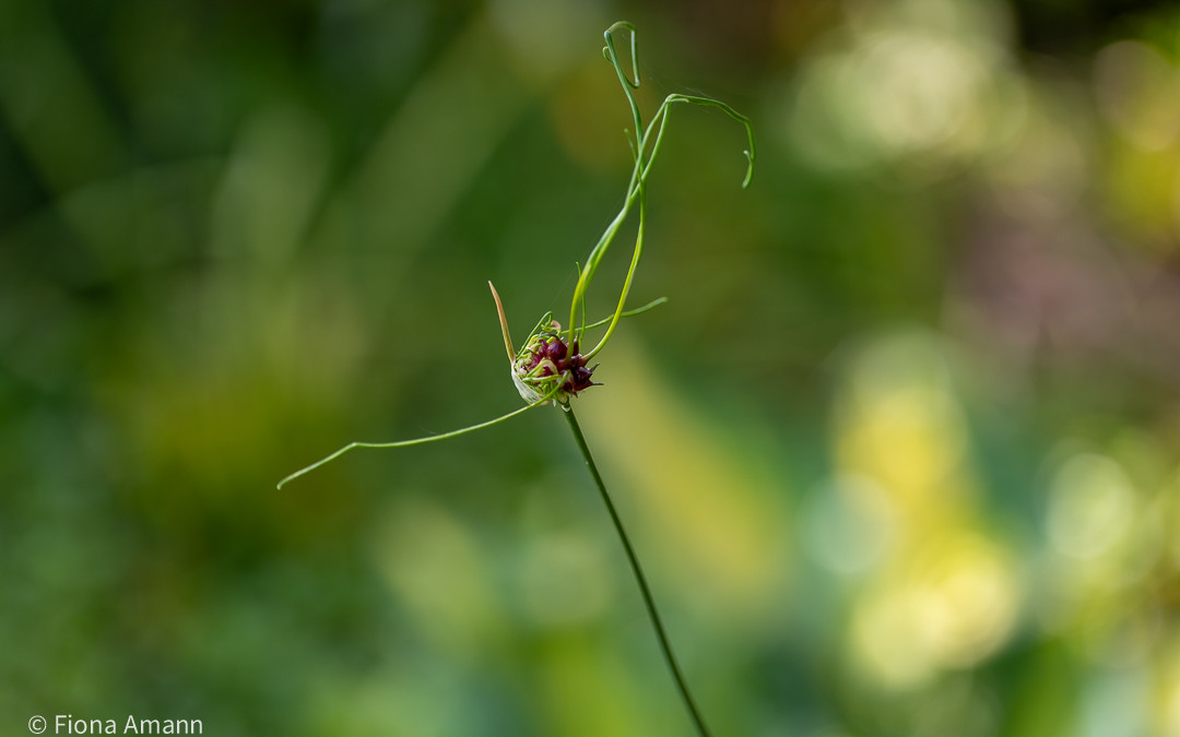 Weinbergs-Lauch 'Hair' bot. Allium vineale 'Hair'
