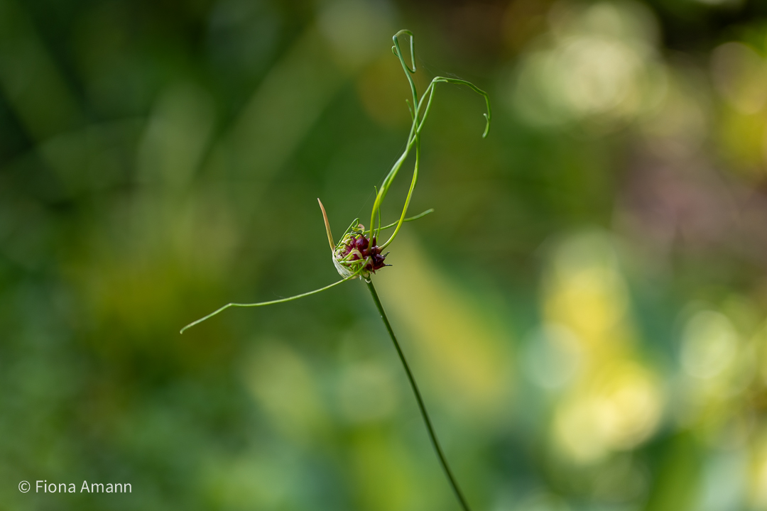 Wo Blumenbilder wachsen 8 Weinbergs-Lauch 'Hair' bot. Allium vineale 'Hair'