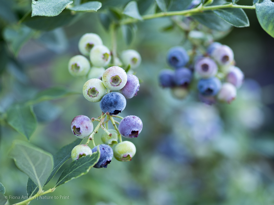 Mein Blaubeer-Strauch hängt voll mit Früchten Ein Blaubeer-Strauch hängt voll mit Früchten