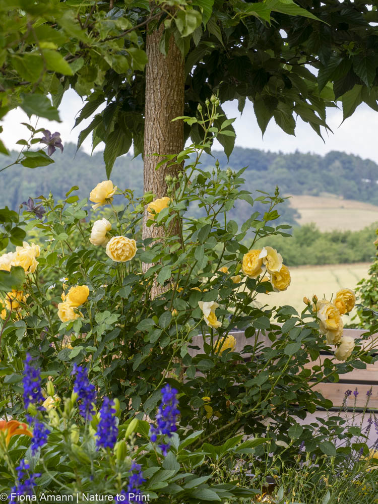 Englische Rose Graham Thomas wächst unter einer Maulbeere an einem sehr luftigen, aber auch heißen Standort