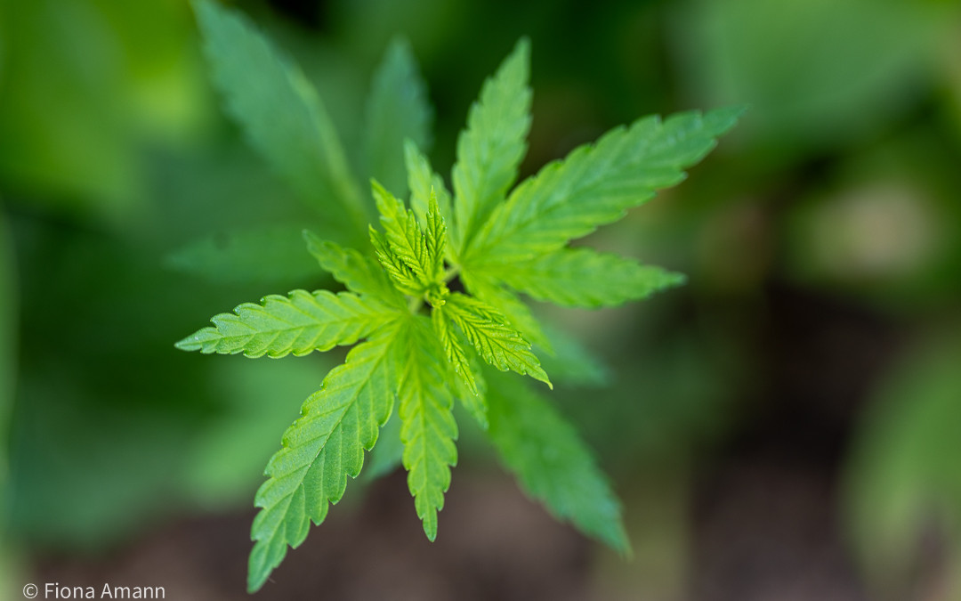 Cannabis im Garten. Legal, aber anspruchsvoll
