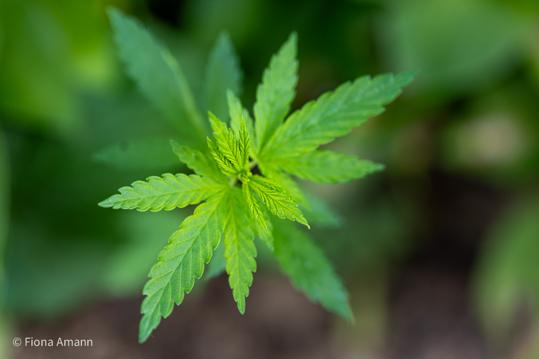 Gartenwissen. Meine besten Gartentipps aus über 4 Jahrzehnten. 1 Hanf aka Cannabis im Garten, Hanfsämling aus Vogelfutter