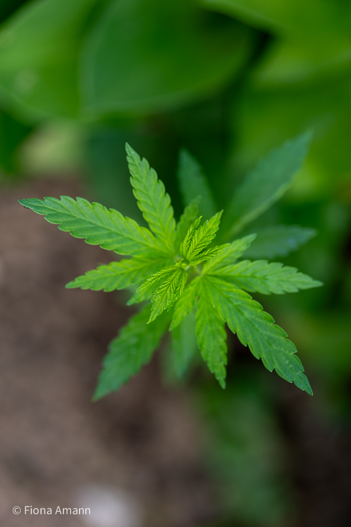 Cannabis im Garten wächst manchmal von alleine