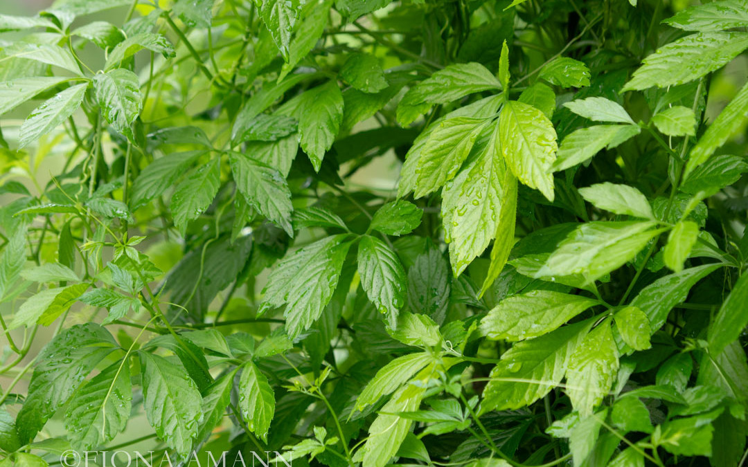 Kein Cannabis. Jiaogulan, das Kraut der Unsterblichkeit wirkt sich positiv auf die Gesundheit aus. Es wirkt wie Ginseng.
