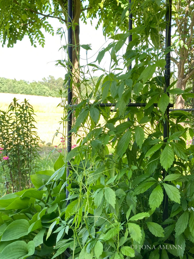 Jiaogulan, Kraut der Unsterblichkeit, wirkt senkt Blutdruck, Blutzucker, tut gut, ohne zu schaden Cannabis im Garten. Legal, aber anspruchsvoll Cannabis im Garten aka Hanf privat erfolgreich zu kultivieren ist möglich, aber anspruchsvoll und streng reglementiert. So gelingt die Aussaat. Dazu 2 Alternativen für Körper und Geist.