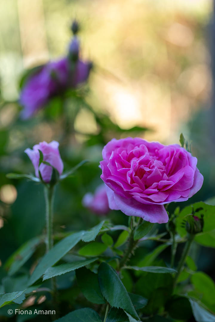 Alte Rose Madame Boll