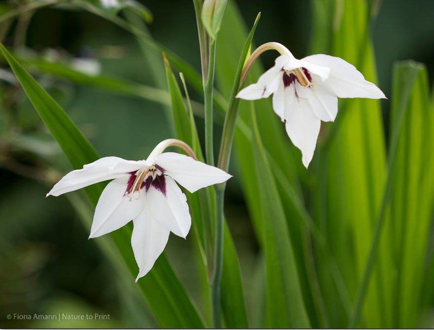 Sterngladiole leuchtet phantastisch im Schattenbeet