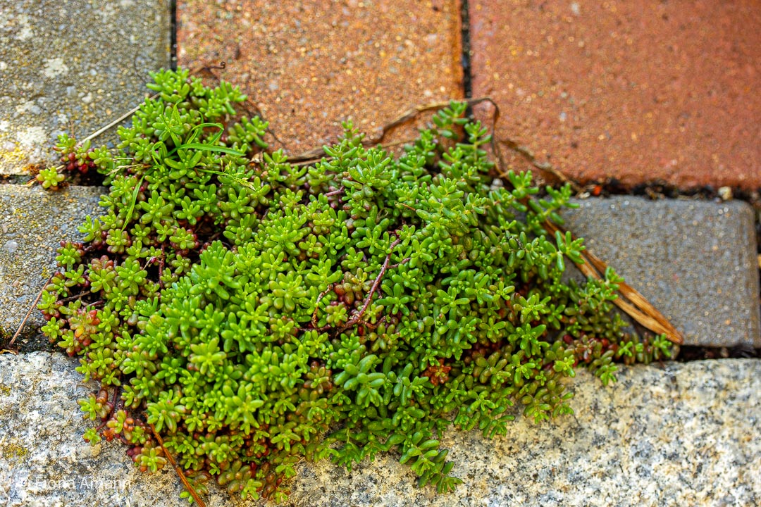 Teppichsedum ist kein Unkraut im Garten, sondern unterdrückt Unkraut überall