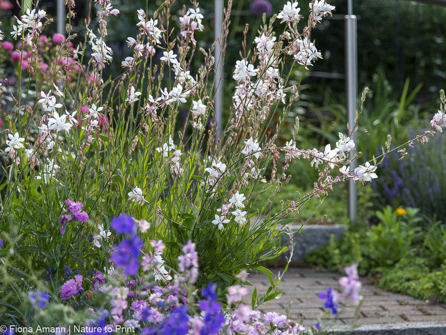 Blumen mit WOW. Prachtkerze Gaura tanzt im Wind