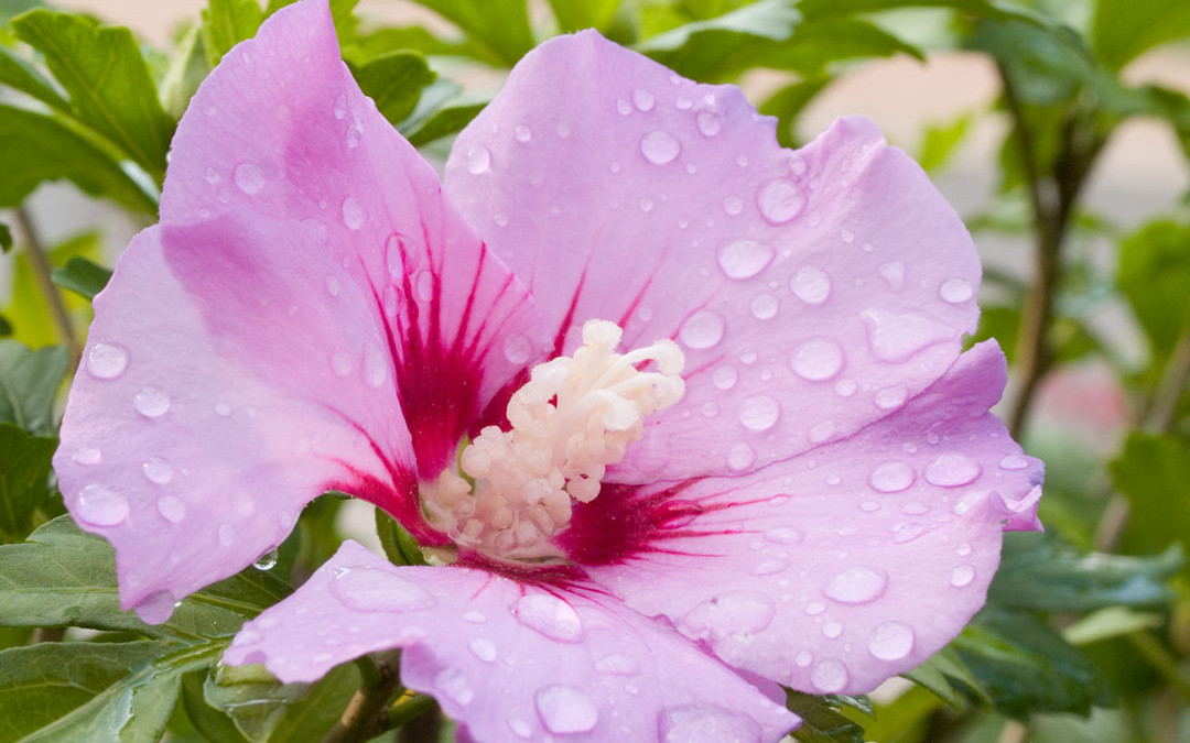 Rosa Garten-Hibiskus mit Regentropfen