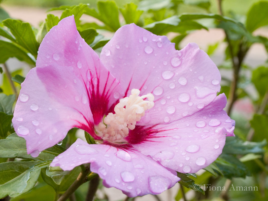 Wo Blumenbilder wachsen 12 Rosa Garten-Hibiskus mit Regentropfen