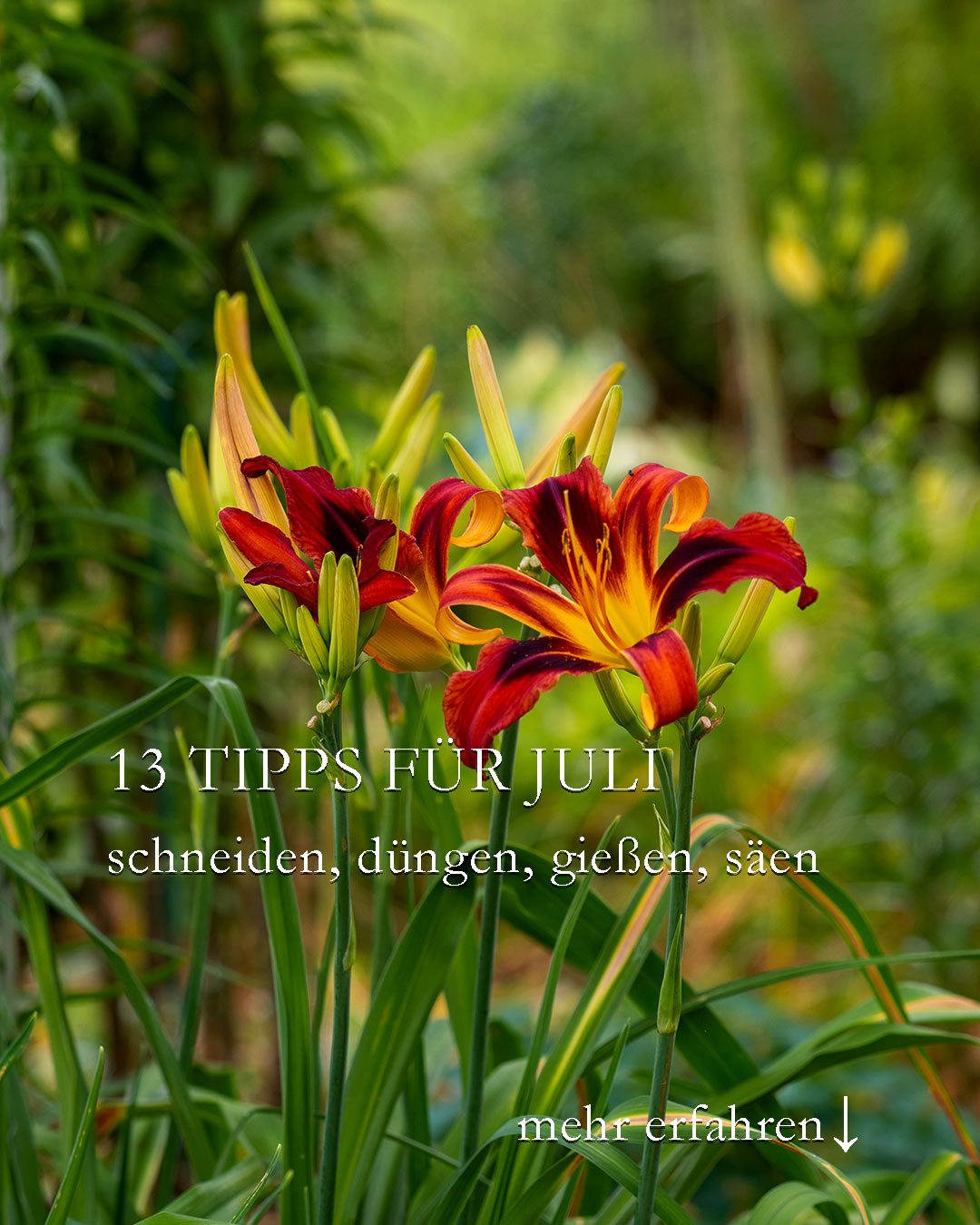 Pflegetipps für den Blumengarten im Juli

Im Juli haben Taglilien Hochsaison. Die dankbaren Stauden leuchten in allen Farben. Wichtig ist, Taglilien am besten täglich auszuputzen.

Juli ist auch die Zeit der Lilien. Prächtige, mannshohe Schmucklilien verzaubern durch monumentale Größe und süßen Duft. Botanische Lilien haben dagegen kleinere Blüten, die nach Honig duften und wie kleine Turbane aussehen. Sie sind Juwelen im Naturgarten.

Was gibt's zu tun im Juli-Garten?

+ Schneiden! Alles, was verblüht ist, sollte man zeitnah schneiden.

+ Clematis-Hybriden kräftig zurückschneiden, dann blühen viele im Herbst ein zweites Mal.

+ Düngen! Der erste Langzeitdünger ist verbraucht. Jetzt brauchen starkzehrende Blumen in Beet und Kübel jede Woche ein Portion (Flüssig-) Dünger.

+ Säen! Im Juli werden die Weichen fürs kommende Blumenjahr gestellt. Säen Sie zweijährige Sommerblumen wie Fingerhut, Bartnelken, Goldlack, Vergissmeinnicht & Co.

+ Stützen! Im Juli blühen erste Dahlien. Setzen Sie unsichtbare Pflanzenstützen an die Stiele, damit sie nicht beim nächsten Windstoß umfallen.

+ Gießen! Frühmorgens oder abends ist die besten Zeit zum Gießen. Hauptsache, die Sonne ist schon weg oder noch nicht da. Ansonsten wirken Wassertropfen wie Brenngläser.

+ Jäten! Unkraut muss auch im Juli weg. Aber bitte nur selektiv, damit die Pflanzung nicht unter der Pflegemaßnahme leidet.

Diese und weitere Gartentipps für den Juli im Blog:

https://www.wo-blumenbilder-wachsen.de/ziergarten-im-juli-13-aufgaben/

Kurz: https://www.insbeet.de/Juli

#garten #gartengestaltung #gartenideen #pflanzen #schnecken #pflanzenliebe #gartenarbeit #gartentipps #gartenwissen #gärtnern #gartentipp #pflanzenpflege #anzucht #gartenfragen #pflanzenwissen #saatgut #blumen #sommergarten #ziergarten #grünerdaumen #gartenblogger #gartenjahr #gartenzeit #gartenblog #dünger #sommerblumen #blumengarten #vorgarten #düngen #stauden