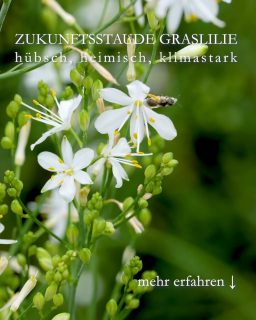 Zukunftsstaude Graslilie
hübsch, heimisch, klimastark
Die Graslilie, bot. Anthericum ist eine heimische Wildstaude für extrem sonnige, heiße Standorte mit mageren, durchlässigen, sandigen oder steinigen Böden. Wo andere Pflanzen scheitern, zeigt die Graslilie Stärke und ab Juni wunderhübsche Sternblüten, die an Lilien erinnern. Daher der Name.
Graslilien haben extrem lange, robuste Wurzeln, mit denen sie Wasser in tieferen Erdschichten anzapfen und so auch lange Trockenzeiten überdauern.
Standort: volle Sonne
Boden: durchlässig, sandig, kiesig, nährstoffarm
Wuchshöhe:
• Ästige Graslilie, Anthericum ramosum 30-60 cm
• Ährige Graslilie, Anthericum liliago 40-70 cm
Blütezeit: Juni bis August
Pflege
• Keine Pflege
• Kein Dünger
• Im Frühjahr altes Laub entfernen, das klappt auch ohne Schere.
• Gießen nicht nötig
Vermehren
• Durch Selbstaussaat, oder:
• Verblühte reife Blütenstängel auf Beets legen, Stelle markieren, Sämlinge erscheinen im nächsten Frühling.
• Teilen des Wurzelstocks im Herbst oder im Frühling
Schneiden
• Schneiden nicht nötig.
• Verblühtes nur abschneiden, wenn man Selbstaussaat verhindern möchte.
• Vögel holen sich die Samen.
Krankheiten
Am richtigen Standort wird die Wildstaude weder krank, noch von Schnecken heimgesucht.
Außerdem
Graslilien sind insektenfreundlich, insbesondere für Schwebfliegen und Bienen.
Pflanzpartner:
• Kalifornischer Goldmohn
• Taglilien
• Lavendel
• Fetthenne / Sedum / Mauerpfeffer in allen Variationen und Wuchshöhen
• Spornblumen
• Steinquendel aka Bergminze
Alles Weitere und viele Fotos im Blog:
Die Graslilie, Zukunftspflanze, die es heiß, sonnig & trocken mag
https://www.wo-blumenbilder-wachsen.de/graslilie-wildstaude-sonnig-trocken/
Kurzlink: https://www.insbeet.de/Graslilie
#Stauden #Klimawandel #Gartenwissen #Wildstauden #Bienenpflanzen #insektenfreundlich #Gartentipps #Lumixphotografie #lebenmitblumen