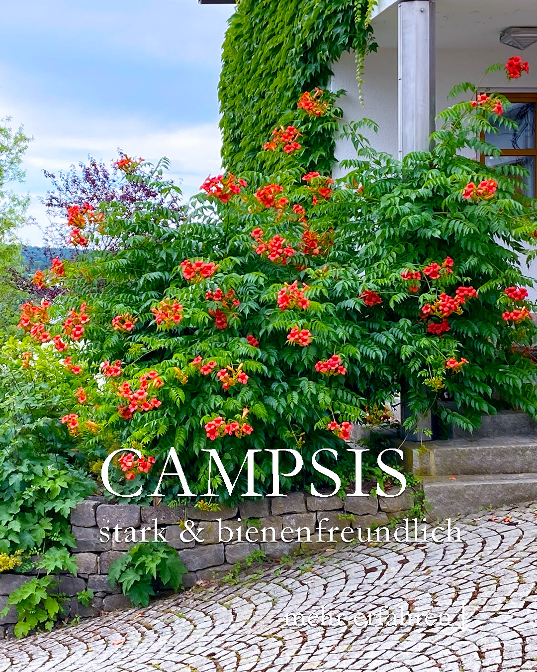 Campsis, starke Kletterpflanze für Fassade, Kübel & Pergola
Klettertrompete Campsis ist eine wüchsige, winterharte Kletterpflanze mit auffallend großen Trompetenblüten. Je nach Sorte blüht Campsis in Orange, Gelb oder Lachsrot.
+ Standort: sonnig und warm.
+ Boden: normaler Gartenboden
+ Wuchshöhe: 6-10 m, je nach Sorte
+ Wuchsbreite: 3-7 m, je nach Sorte
+ Verwendung: begrünt Fassaden, Mauern, Zäune, Pergolen
+ Blütezeit: Juli bis September
+ Winterhärte bis mindestens - 16°C
+ Campsis bildet kaum Haftwurzeln und braucht daher eine sehr stabile Kletterhilfe
- Bildet Ausläufer
- Leicht giftig
+ Eignet sich auch für einen großen Kübel, was Ausläufer verhindert.
++ Bienen und Hummeln lieben alle Klettertrompeten, insbesondere wegen ihrer späten Blüte im Hochsommer.
+ Funfact: Ameisen beschützen "ihre" Campsis vor Schädlingen.
Im Blog: Die schönsten 10 Kletterpflanzen für kleine Gärten
https://www.wo-blumenbilder-wachsen.de/10-kletterpflanzen-kleine-gaerten/
Kurz: https://www.insbeet.de/10kletterpflanzen
#kletterpflanzen #garten #sichtschutz #gartengestaltung #garteninspiration #terrassengestaltung #gartenideen #gartenliebe #hausundgarten #terrasse #gartentipps #gartenwissen #pflanzenliebe #naturgarten #gartenplanung #gartenlounge #gartentipp #gartentraum #grünerdaumen #pergola #balkon #terrassenüberdachung #gartenparadies #balkonien #gartenblogger #gartenlust #schönergarten #ziergarten #landhausgarten