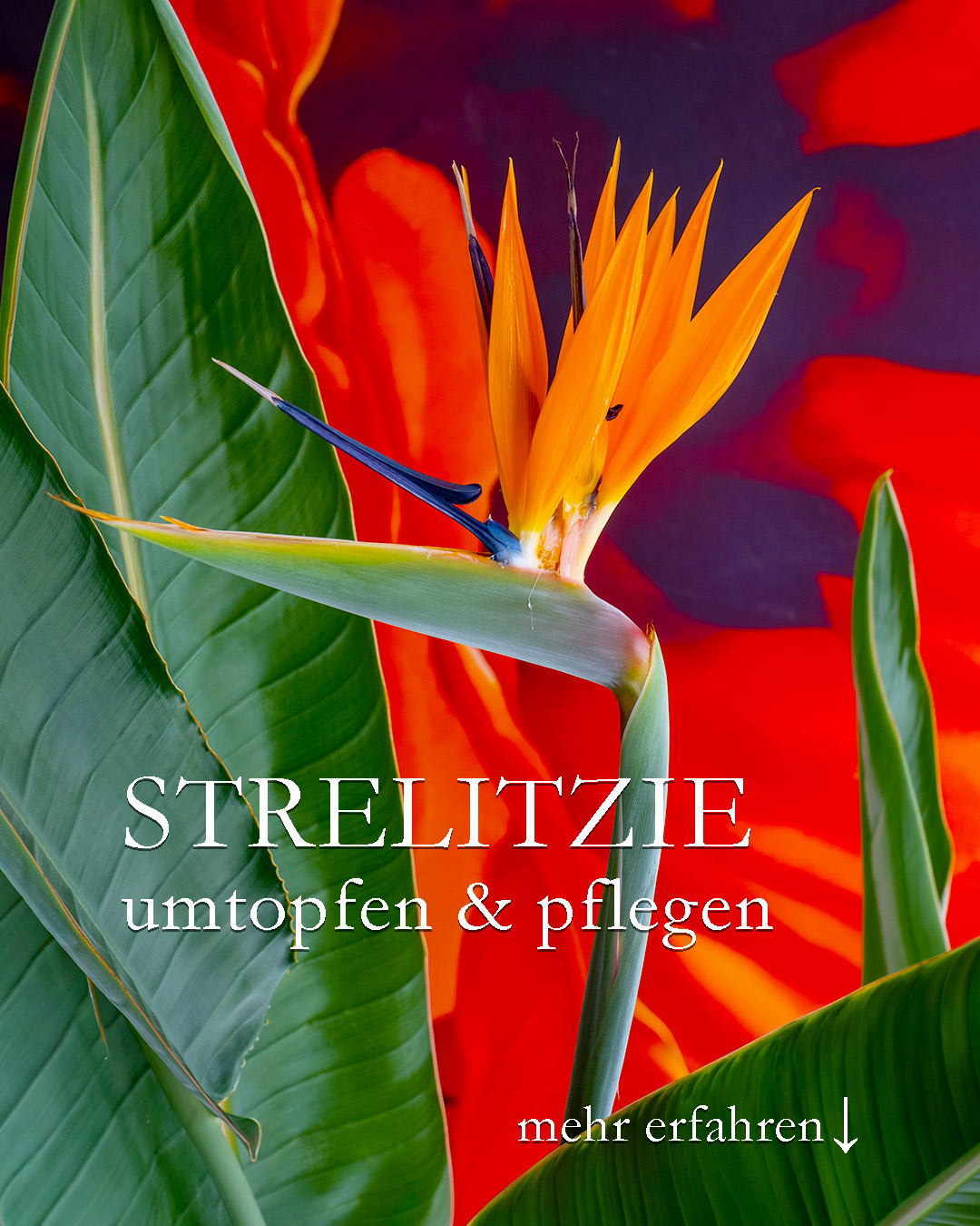 Strelitzie / Paradiesvogelblume umtopfen & pflegen
Die Strelitzie ist eine erstaunlich robuste und pflegeleichte exotische Kübelpflanze. Sie braucht zwar sieben Jahre, um zur Blüte zu kommen, danach blüht sie jedoch zuverlässig Jahr für Jahr. Geduld, Geduld, es lohnt sich!
+ Standort sonnig.
+ Viel Licht, Wärme, 18 bis 25 Grad
+ Im Sommer kann die Strelitzie auch draußen stehen,
+ dann aber vor Wind geschützt
+ Gießen: einmal wöchentlich mindestens
+ im Sommer und bei Hitze auch öfter
+ Durst zeigt die Paradiesvogelblume durch eingerollte Blätter
+ Von März bis Oktober alle 14 Tage düngen mit flüssigen Blumendünger
+ Pflege: ab und zu entstauben
+ Gelegentlich besprühen mit zimmerwarmen Regenwasser
Umtopfen:
+ Runden Pflanzkübel wählen, besser breit, als hoch.
+ Die dickfleischigen Wurzeln können viel Wasser speichern
+ Umtopfen größerer Exemplare gelingt nur zu zweit und ist sehr anstrengend.
+ Manchmal muss sogar eine Säge ran, um den Wurzelstock zu bändigen. Keine Sorge. Die Strelitzie ist zäh und steckt das locker weg. Sie treibt nach so einer Aktion schnell wieder aus.
+++ Bilder vom Umtopfen im Blog!
Strelitzie blüht nicht?
+ Zu junge Pflanze. Geduld! 7 Jahre braucht sie bis zur 1. Blüte.
+ Blühpflanzendünger verwenden und davon nicht zu viel, sonst gibt's nur Blätter.
Winterquartier?
+ Vergessen Sie's! Ab einer gewissen Größe muss auch eine Strelitzie mit dem zurechtkommen, wo sie nun einmal steht. Bei mir seit über 25 Jahren im Büro an einem bodentiefen Südfenster. Umziehen quasi unmöglich.
Im Blog: Strelitzie umtopfen und pflegen
https://www.mein-blumenbild-des-tages.de/strelitzie-umtopfen-pflegen/
Kurz: https://www.insbeet.de/Strelitzie
#paradies #exotisch #kübelpflanzen #umtopfen #strelitzie #zimmerpflanzen #pflanzenliebe #grünpflanzen #grünerdaumen #pflanze #büropflanze #pflanzenwissen #pflanzenpower #pflanzentipps #urbanjungleblogger #blütentraum #urbanjungleblog #topfpflanze #strelitzie