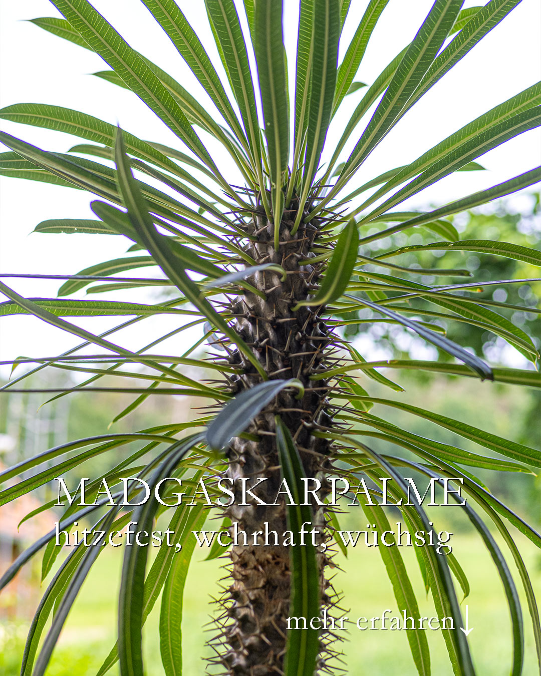 Madagaskarpalme stark, wüchsig, für Anfänger geeignet

Die Madagaskarpalme ist zwar keine Palme, sondern eine Sukkulente, aber sie macht viel her und tut alles von alleine.

+ Standort: Sonniges Fenster
+ Von Mai bis Oktober: Sommerfrische draußen
+ Kaum Pflege, nur selten gießen
+ Verträgt trockene Heizungsluft
+ Hitzeverträglich
+ Braucht kein spezielles Winterquartier

++ Vermehrung durch Kindel oder Kopfsteckling

+ Die Zimmerpflanze kann das ganze Jahr über da bleiben, wo sie ist. Sie wächst rasant und gedeiht auch bei allen ohne grünen Daumen. Was will man mehr?

Im Blog: Madagaskarpalme, einfache Zimmerpflanze für Anfänger
https://www.wo-blumenbilder-wachsen.de/madagaskarpalme-palmenkaktus/

Kurz: https://www.insbeet.de/Madagaskarpalme

Weitere Lieblingspflanzen: @MyNaturetoprint folgen und diesen Post speichern.

#zimmerpflanzen #madagaskar #anfänger #grünpflanzen #zimmerpflanze #pflanzenfreunde #grünerdaumen #pflanze #pflanzenliebe #wirliebenpflanzen #houseplants #büropflanze #pflanzenwissen #pflanzentipps #urbanjungleblogger #kaktus #sukkulente #urbanjungleblog #succulentsofinstagram #urbanjunglebloggers #indoorjungle #succulentlove #pachypodium #kakteen #tropicalplants #cactuslove #succulents #pflanzenliebling