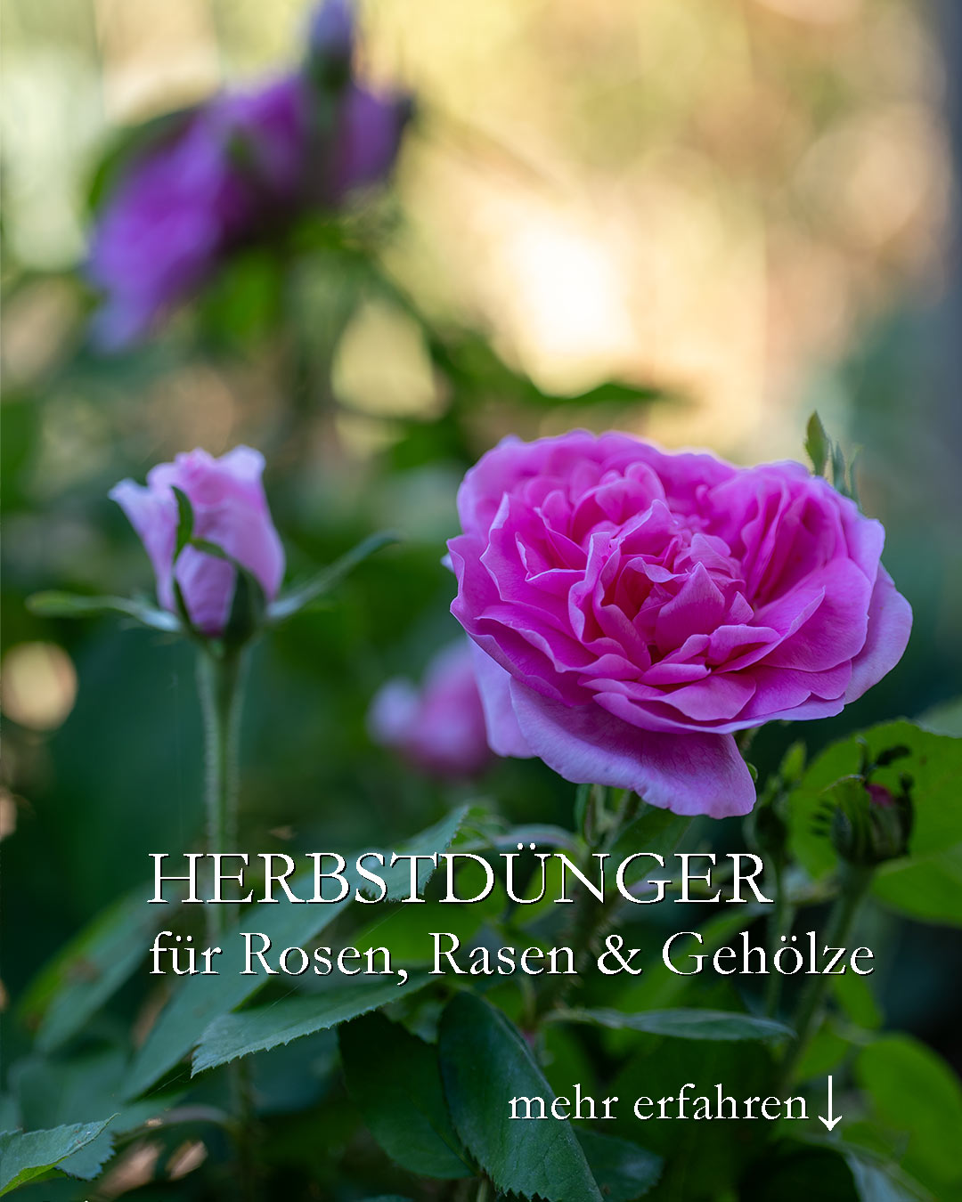Herbstdünger für Rosen, Rasen & Gehölze

Es ist Zeit, Rosen, Rasen und Gehölze mit Kali-Dünger (Patentkali) für den kommenden Winter vorzubereiten. Dies ist besonders nach diesem stressigen Dürre-Sommer wichtig. Viele Rosen treiben jetzt noch einmal durch, doch die jungen, teilweise überlangen Zweige werden vermutlich vor dem Winter nicht mehr ausreifen. Patent-Kali hilft, sollte aber jetzt ganz zügig rund um Rosen und Gehölze eingearbeitet werden.

+++ Vor einem Regenschauer düngen, dann erspart man sich das Wässern hinterher.
+++ Gehölze brauchen ebenfalls noch eine Gabe Herbstdünger
+++ Für Rasen, der sich gerade erst erholt, ist Herbstdünger ebenso wichtig.

Im Blog: Herbstdünger ausbringen für Rosen, Rasen & Gehölze
https://www.wo-blumenbilder-wachsen.de/herbstduenger-rosen-rasen-gehoelze/

Kurz: https://www.insbeet.de/Herbstduenger

#dünger #pflanzenschutz #rosen #gartentipps #gartenwissen #garten #herbst #gartenblog #winterfest #frostschutz #gartentipp #gärtnern #naturgarten #gartenliebe #düngen #gartensaison #gartenblogger #ziergarten #rasen #pflanzen #rasenpflege #gartenfragen #schönergarten #gartenjahr #blumengarten #biogarten