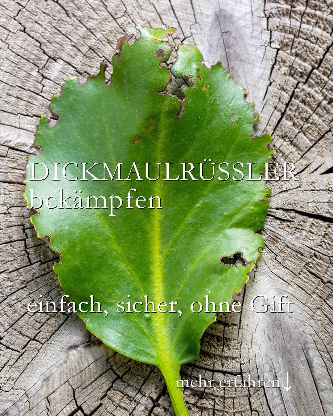 Dickmaulrüssler bekämpfen
natürlich ohne Gift

Dickmaulrüssler sind Schädlinge, die gleich an zwei Fronten Pflanzen gefährden. Erwachsene Käfer fressen Blätter, Knospen, Triebe und Rinden, ihre Larven Wurzeln, Rhizome und Knollen.

+ Die Käfer sind nachtaktiv, daher am Tag schwer zu finden.
+ Sie hinterlassen auf den Blättern den typischen Buchenschnitt.
+ oder tote Pflanzen mit abgeknabberten Wurzeln

+ Gefährdete Pflanzen sind u. a. Flieder, Clematis, Erdbeeren, Bergenien, Primeln, Liguster, Beerensträucher, Liguster, Purpur-Glöckchen, Pfingstveilchen, Fetthenne u. v. m.

+++ Kübelpflanzen sind ganz besonders gefährdet. Beim Umtopfen findet man häufig die dicken 2-3 cm langen Larven.

+++ Nematoden killen Dickmaulrüssler unsichtbar im Untergrund. Im Herbst bis Oktober ist eine gute Zeit dafür. April / Mai ebenso. Der Boden muss noch warm und ausreichend feucht sein. Man muss zweimal im Jahr Nematoden ausbringen, um beide Generationen zu erwischen.

+ Neempresskuchen auslegen rund um gefährdete Pflanzen oder mit Neemöl besprühen soll auch helfen. Das habe ich selbst aber noch nicht probiert. Sie vielleicht? Kommentieren Sie gerne.

+++ Fressfeinde fördern helfen sicher auf lange Sicht: Amseln, Kröten, Spitzmäuse, Igel

https://www.wo-blumenbilder-wachsen.de/dickmaulruessler-bekaempfen/

Kurz: https://www.insbeet.de/dickmaulruessler

#gartenwissen #natürlich #naturgarten #gartentipps #nutzgarten #gärtnern #nützlinge #gartenblog #ziergarten #tippsfürdengarten #gartenfragen #blumenbeet #staudengarten #gartenblogger #gartenpflege #rosen #gartentipp #rhododendron #erdbeeren #sommerblumen #blumen #lebenmitblumen #blumengarten #naturimgarten #grünerdaumen #gartenbau #landhausgarten #stauden #biogarten #gartensaison