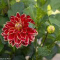 Dahlien pflegen. 12 gute Tipps zur Dahlienkultur in Topf und Beet 5 Dahlien pflegen im Topf und im Garten