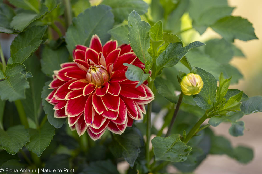 Lieblingspflanzen der Gärtnerin 1 Dahlien pflegen im Topf und im Garten