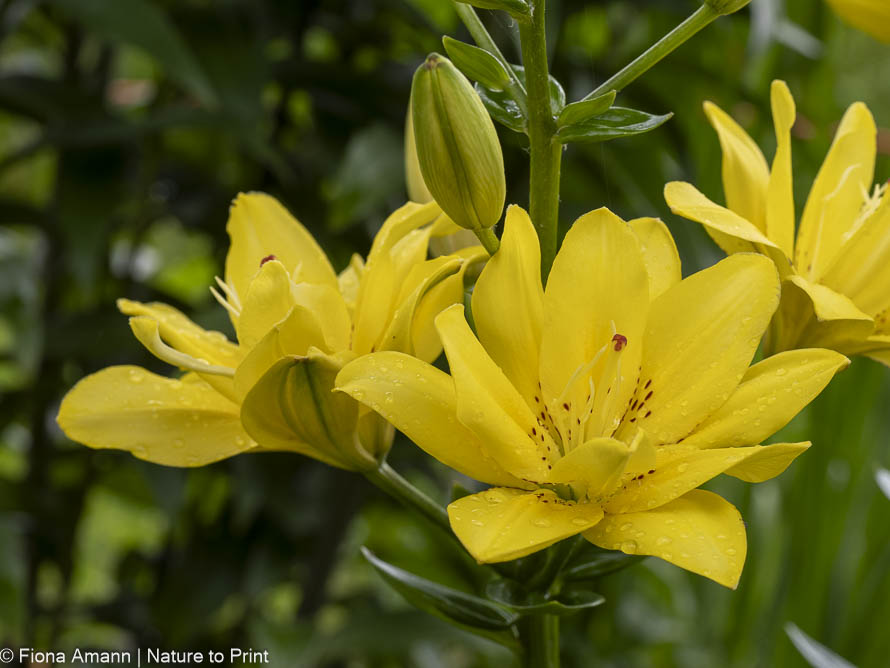 Wo Blumenbilder wachsen 34 Ziergarten im Juli | Lilien blühen im Ziergarten