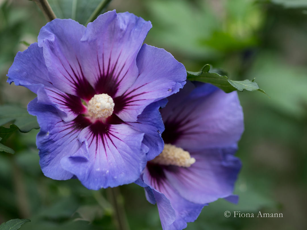 Blauer Garten-Eibisch 'Blue Bird' Blauer Garten-Eibisch 'Blue Bird'