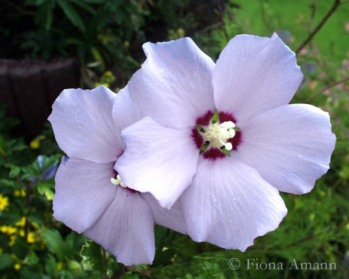 Weißer Gartenhibiskus, selbst gesät. Die Aussaat gelingt im Frühling sehr einfach, nur welche Farbe dabei herauskommt, ist ungewiss - aber spannend. Weißer Gartenhibiskus, selbst gesät
