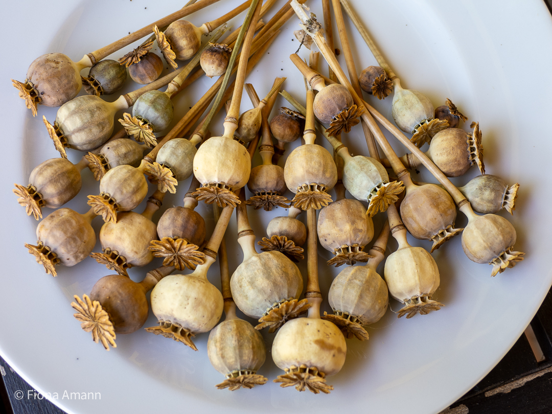 Reife Mohnkapseln sind völlig trocken und rascheln wenn man sie schüttelt. Reife Mohnkapseln sind völlig trocken und rascheln wenn man sie schüttelt.
