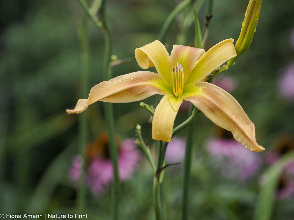 Taglilie pflegen nach der Blüte: Bei 'Dances with Giraffe' ist der Name Programm. Die Spider-Taglilie wird bis zu 180 hoch und schwebt damit über den anderen Stauden im Beet. Im Hintergrund blüht gerade Echinacea, Purpur-Sonnenhut auf. Taglilie pflegen nach der Blüte: Bei 'Dances with Giraffe' ist der Name Programm