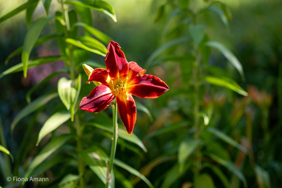 Weinrote Taglilie wächst zwischen echten Lilien. Die Konkurrenz um Nahrung und Wasser ist immer groß. Dünger sorgt für gesundes Wachstum und Blütenpracht. Weinrote Taglilie wächst zwischen echten Lilien.