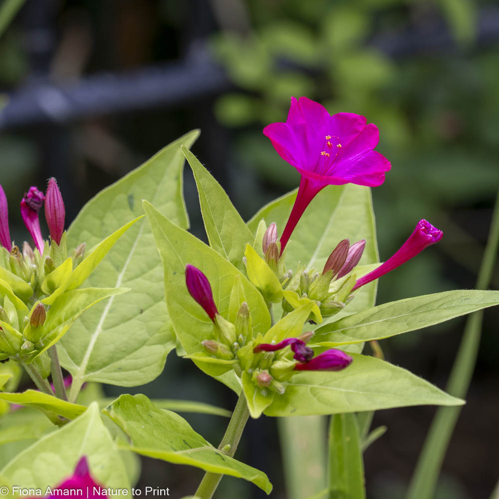 Ausputzen nicht nötig. Wunderblume Limelight hält sich selber sauber, blüht durch und produziert laufend Knospen und Samen Ausputzen nicht nötig. Wunderblume Limelight hält sich selber sauber: