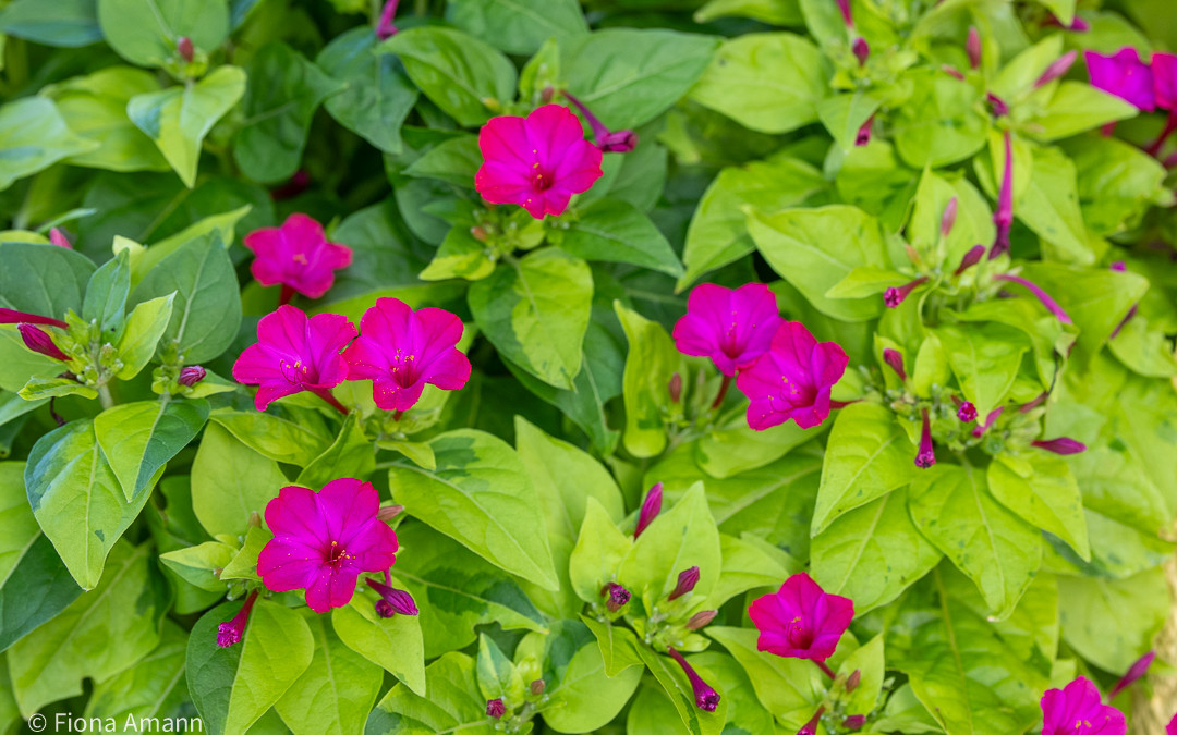 Wunderblume Limelight, mit limonengrünen Blättern, blüht überreich in Pink