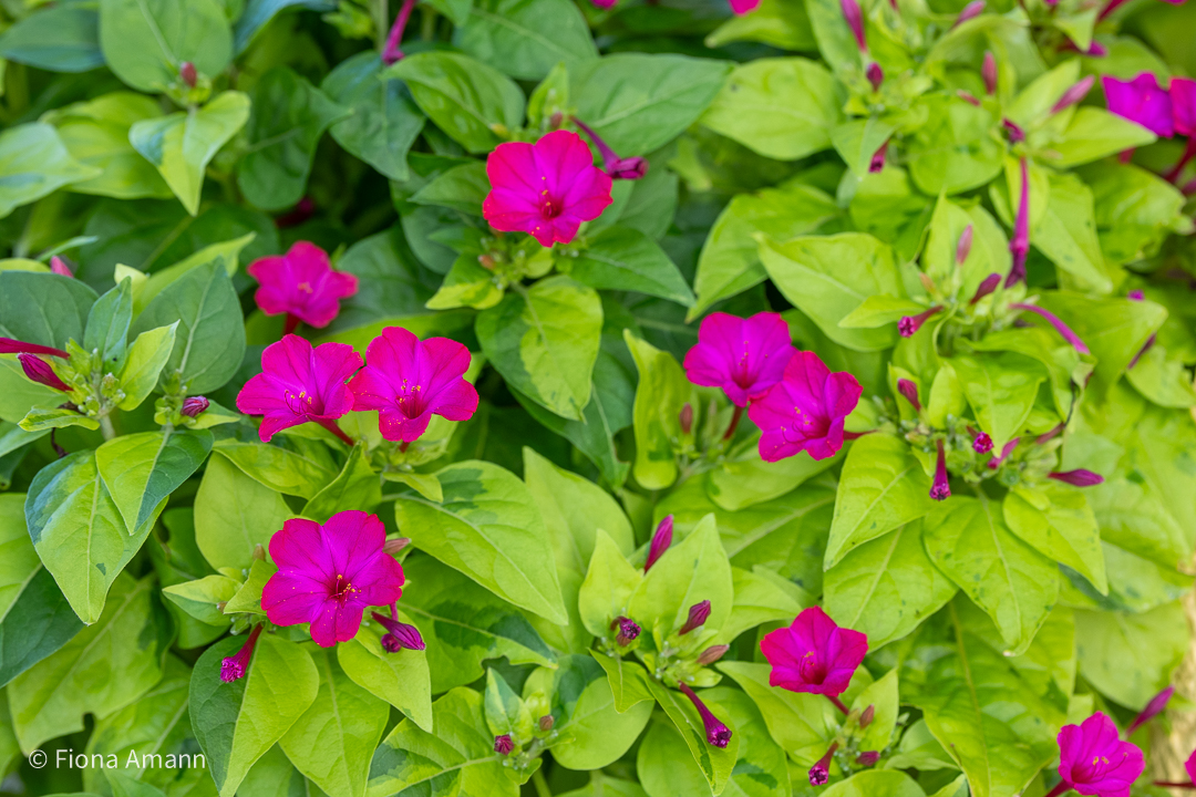 Wo Blumenbilder wachsen 1 Wunderblume Limelight, mit limonengrünen Blättern, blüht überreich in Pink