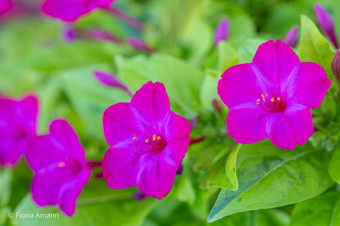 Wunderblume Limelight, mit limonengrünen Blättern, blüht überreich in Pink