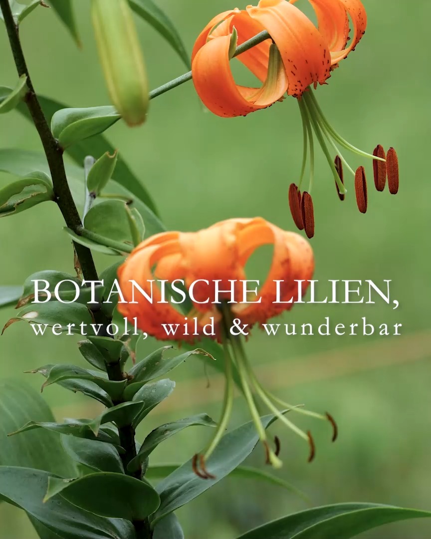 Botanische Lilien
wertvoll, wild & wunderbar

Blüten wilder bzw. botanischer Lilien haben nach unten nickende, weit nach hinten gebogenen Blütenblätter, die an einen Turban erinnern.

+ Besonderheit: Botanische Lilien sind keine Züchtungen, sondern die Ursprungsform der Gattung Lilie. Sie wurden von Mutter Natur so erschaffen.
+ Königs-, Korallen-, Tiger-, Mandarin-Lilie, Feuer- oder Türkenbund sind Juwelen im naturnahen Garten.

+ Standort: sonnig bis halbschattig. Füße im Schatten, Blüten in der Sonne.
+ Boden: nährstoffreich, guter Gartenboden, durchlässig, frisch, aber ohne Staunässe
+ Pflanzzeit: März / April oder im Herbst.
+ Pflanztiefe: Botanische Lilien können sehr hoch werden, daher spatentief setzen.

+ Hohe Sorten mit dünnen Metallstäben zu stützen ist meiner Erfahrung nach sinnvoll. Gerade am Hang.
+ Düngen bei Austrieb im März mit Kompost oder mineralisch-organischer Dünger. 2. Düngergabe Mitte Juni / zur Blüte.
+ Gießen bei Trockenheit
+ Nach der Blüte verblühten Blütenstand abschneiden, aber den Blütenstiel stehen lassen, bis er von alleine welkt.
+ Bodentief abschneiden im Herbst

+++ Botanische Lilien sind absolut winterhart und insektenfreundlich.

+ Vermehren über Brutzwiebeln, Aussaat, Bulbilben oder abgenommene Schuppenblätter der Mutterzwiebel. Bis daraus blühende Lilien werden, kann es bis zu 5 Jahre dauern.
+ Tochterzwiebeln entstehen von ganz alleine und vergrößern auch den "Tuff".

+ Es lohnt sich, Botanische Lilien bei Züchtern vorzubestellen. Begehrte Sorten sind schnell ausverkauft.

Im Blog: Botanische Lilien, Pflanzen, pflegen, Pflanzpartner
https://www.wo-blumenbilder-wachsen.de/botanische-lilien-wilde-lilien/

Kurzlink: https://www.insbeet.de/Wilde_Lilien 

#lilien #lilium #gartentipps #naturgarten #pflanzenwelt #anzucht #gartengestaltung #ziergarten #staudengarten #pflanzentipps #grünerdaumen #pflanzenliebe #blumenmachenglücklich #gartenwissen #blüten #blumenliebe #gartenblogger #lebenmitblumen #blumengarten #gartenpflanzen #wirliebenpflanzen #gartenblog #lumixphotography