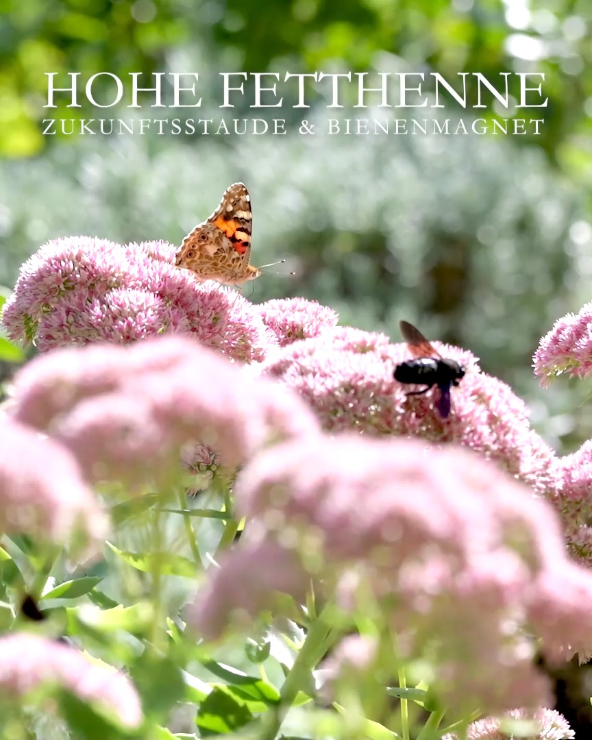 Hohe Fetthennen, Zukunftsstauden für extreme Standorte
Hohe Fetthennen, Sedum spectabile und telephium, lieben heiße, sonnige, trockene Standorte. Selbst in extremen Dürrejahren (wie 2026) benötigten sie keine zusätzlichen Wassergaben. Es sind Sukkulenten, die Wasser in Stängel und Blättern speichern können. Fetthennen machen kaum Mühe, sind insektenfreundlich, blühen spät, und sind das ganze Jahr über attraktiv, sogar im Winter.
+ Standort: volle Sonne, im Sommer gerne auch heiß und trocken. Mauerkronen, Steinanlage, Schotterstreifen am Haus entlang.
+ Boden: sehr durchlässig, sandig, kiesig, mager. Staunässe wird nicht vertragen.
+ Wuchshöhe: Je nach Sorte von 40 cm bis 70 cm. 
+ Blüten: Weiß, Rosa, Purpur
+ Blütezeit: ab August bis Oktober
+ Pflege: Bodentiefer Rückschnitt im Frühling, sobald der neue Austrieb zu sehen ist. Abgeblühte Triebe im Herbst / Winter unbedingt stehen lassen! 
+ Düngen: Fetthennen brauchen kaum Dünger und werden, wenn überhaupt nur leicht mit Kompost, Hornspänen oder Bio-Staudendünger gedüngt. KEIN Blaukorn, da er verhältnismäßig viel Stickstoff enthält, der die Triebe weich und empfindlich für Pilzkrankheiten macht.
+ Fetthennen kippen leicht um, wenn sie zu nass und in zu nährstoffreicher Erde stehen. Verbessern Sie die Standfestigkeit durch Rückschnitt der äußeren Triebe im Mai (Chelsea-Cut). 
+ Vermehren: Durch Kopf- oder Blattstecklinge oder durch Teilen des Wurzelstocks im Frühling. Am besten gelingt die Stecklingsvermehrung im Frühsommer. 
+ Schädlinge: Dickmaulrüssler, erkennbar am typischen Buchtenschnitt an den Blatträndern. Gegen die Larven der Dickmaulrüssler helfen Nematoden, die man zweimal im Jahr ausbringen muss um beide Generationen eines Jahres zu erwischen.
+++ Keine Gefahr durch Schnecken

Im Blog: Hohe Fetthennen, späte Blüten, leichte Pflege & Vermehrung
https://www.wo-blumenbilder-wachsen.de/hohe-fetthennen-spaete-blueten/
Kurz: https://www.insbeet.de/Hohe_Fetthennen

#Stauden #Zukunftspflanzen #Staudengarten #Bienen #Garten #Gartenwissen #Gartentipps #Pflanzentipps #LebenmitBlumen #Staudengarten #Lumixphotography #Blumengarten