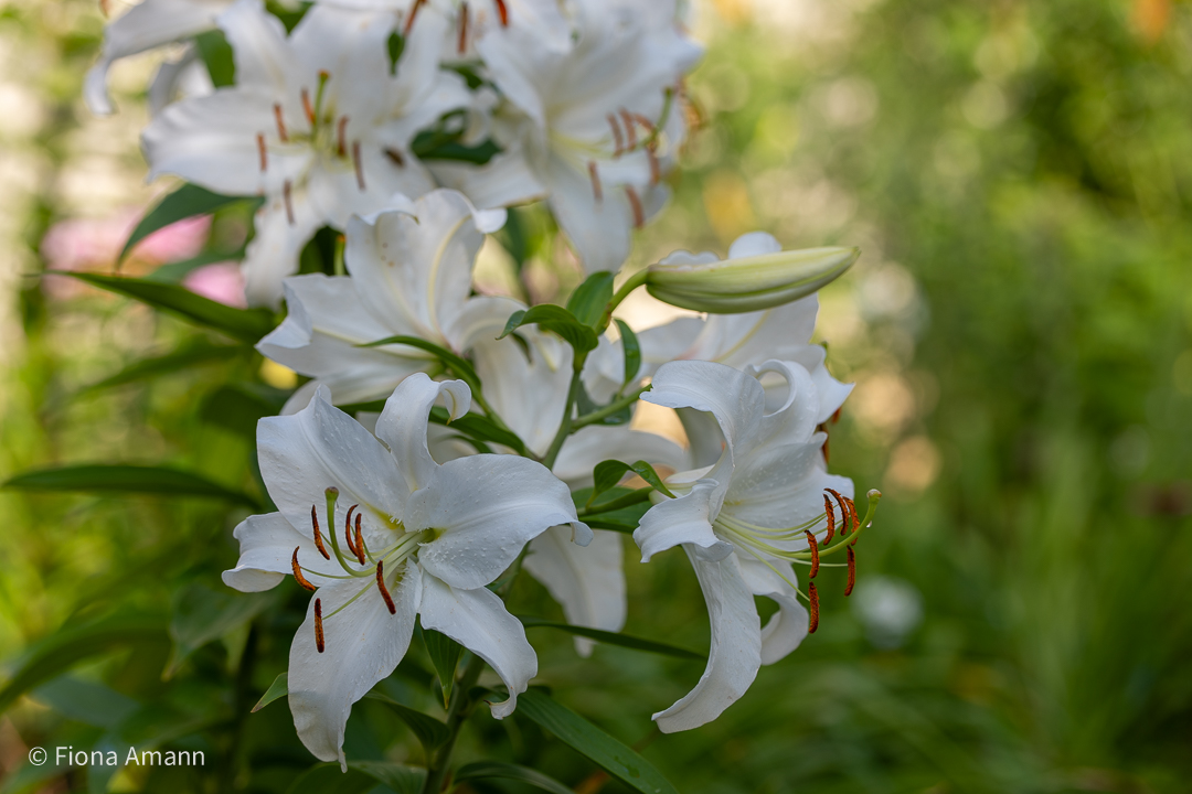 Weiße Orientlilie Casa Blanca, einst 1. Schnittblume, dann edle Schönheit im Garten Weiße Lilie Casa Blanca, edel, anmutig, wunderschön