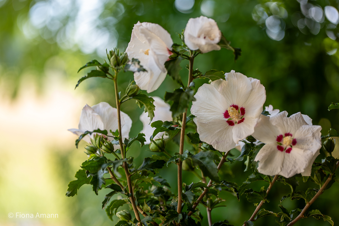 Jungpflanze Hibiscus syriacus 'Red Heart' blüht bereits Hibiscus syriacus 'Red Heart'