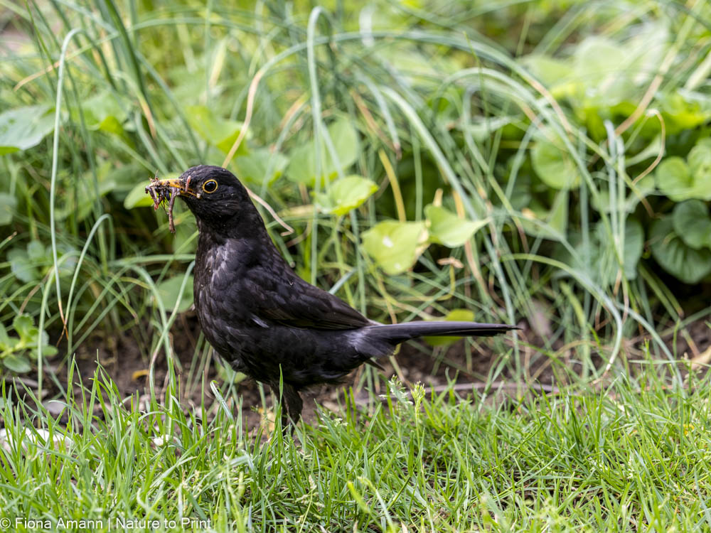 Amseln stöbern nach Larven, Würmern, Käfern und drehen dabei jedes Blatt zweimal um Amseln stöbern nach Larven, Würmern, Käfern und drehen dabei jedes Blatt zweimal um