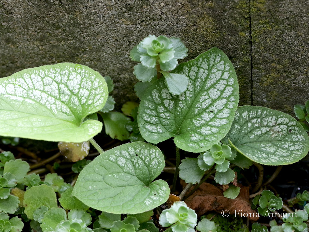 Kaukasus-Vergissmeinnicht, Brunnera wächst zusammen mit Teppichsedum im Pflaster vor einer Stufe Kaukasus-Vergissmeinnicht, Brunnera wächst im Pflaster vor einer Stufe
